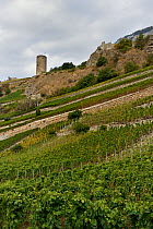 Bayart Castle tower and vineyard, Saillon, Valais, Switzerland, September 2018.