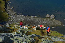 Hikers with St.Bernard rescue dogs near Lac du Grand Saint Bernard, Valais, Switzerland, September 2018.