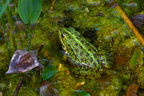 Pool frog (Pelophylax lessonae) Green Lake of Neuchatel, Switzerland, September.
