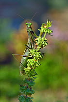 European mantis (Mantis religiosa) gravid female on flower head, Vendee, France, October.