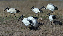 African sacred ibis (Threskiornis aethiopicus) foraging in grass, Vendee, France, October.