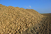 Harvested sugar beet, ready for sugar production, Brie, France, November