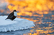 Dipper (Cinclus cinclus) standing on ice at water&#39;s edge, at sunset. Kuusamo, Northern Ostrobothnia, Finland. December.
