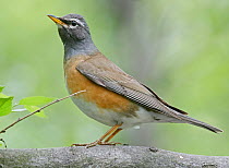 Eyebrowed thrush (Turdus obscurus), standing. Happy Island, Hebei Province, China. May.