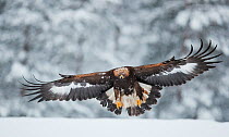 Golden eagle (Aquila chrysaetos) in flight, landing on snow. Utajarvi, Oulu, Finland. January.