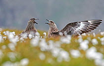 Great skua (Catharacta skua), two in courtship display. Shetland, Scotland, UK. July.