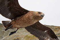 Great skua (Catharacta skua) in flight, close-up. Shetland, Scotland, UK. July.