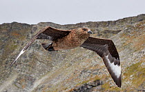 Great skua (Stercorarius skua) in flight with cliff in background. Shetland, Scotland, UK. July.
