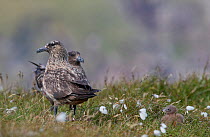 Great Skua (Stercorarius skua) pair standing in grassland with chick. Shetland, Scotland, UK. July.