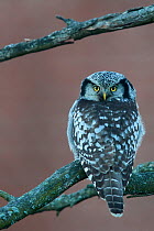 Hawk owl (Surnia ulula), looking at camera with head turned 180 degrees, perched on branch. Helsinki, Finland. November.