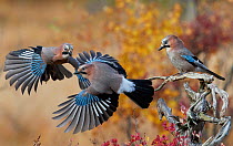 Jay (Garrulus glandarius), two fighting in mid-air with another observing. Norway. October.