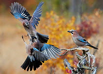 Jay (Garrulus glandarius), two fighting in mid-air with another observing. Norway. October.