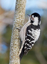 Lesser spotted woodpecker (Dendrocopos minor) female on tree trunk. Helsinki, Finland. February.