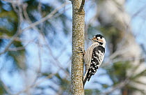 Lesser spotted woodpecker (Dendrocopos minor) female on tree trunk. Helsinki, Finland. February.
