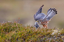 Merlin (Falco columbarius) male landing with prey in beak, in heather. Shetland, Scotland, UK. July.