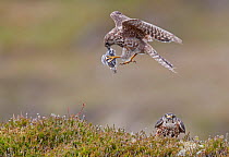 Merlin (Falco columbarius) male in flight with prey to present to mate below. Shetland, Scotland, UK. July. Sequence 1/2.