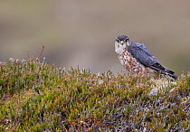 Merlin (Falco columbarius) male standing in heather. Shetland, Scotland, UK. July.