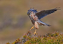 Merlin (Falco columbarius) male landing in heather. Shetland, Scotland, UK. July.