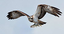 Osprey (Pandion haliaetus) in flight carrying fish in talons. Latvia. April.