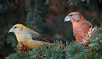 Common crossbill (Loxia curvirostra) juvenile male( left) and Parrot crossbill (Loxia pytyopsittacus) in Fir tree. Helsinki, Finland. December.