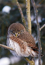Pygmy owl (Glaucidium passerinum) perched on branch. Helsinki, Finland. February.
