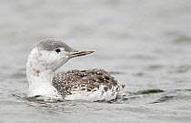 Red-throated diver (Gavia stellata) in winter plumage, on water. Uto, Paragas, Finland. November.