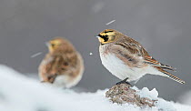 Shore Lark (Eremophila alpestris) standing on snow covered rock, another in background. Uto, Paragas, Finland. February.