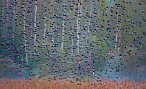 Starling (Sturnus vulgaris) flock in flight above reedbed at woodland edge. Latvia. April.