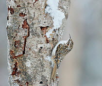 Treecreeper (Certhia familiaris) on tree trunk. Haukipudas, Oulu, Finland. January.