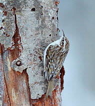Treecreeper (Certhia familiaris) on tree trunk, portrait. Haukipudas, Oulu, Finland. January.