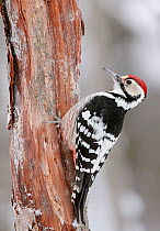 White-backed woodpecker (Dendrocopos leucotos) male on tree trunk, portrait. Oulu, Finland. January.