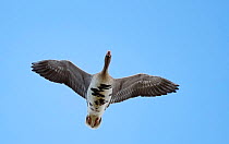 White-fronted goose (Anser albifrons) in flight, viewed from below. Latvia. April.