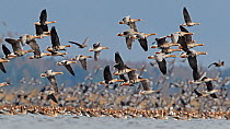 White-fronted goose (Anser albifrons) and Taiga bean goose (Anser fabalis rossicus) flocks in flight and on water. Latvia. April.