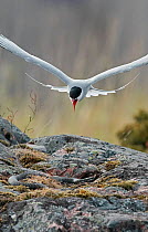 Arctic tern (Sterna paradisaea) mobbing Grass snake (Natrix natrix) on rocks below. Uto, Western Finland. June.