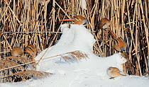 Bearded tit (Panurus biarmicus) group amongst reeds (Phragmites australis). Espoo, Finland. February.