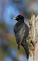 Black woodpecker (Dryocopus martius) perched on tree stump, looking over shoulder. Helsinki, Finland. February.