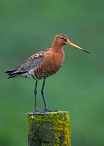 Black-tailed godwit (Limosa limosa) standing on post. Iceland. June.