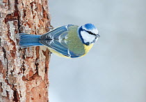 Blue tit (Parus caeruleus) perched on tree trunk, looking at camera. Haukipudas, Finland. January.