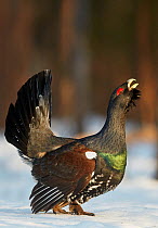 Capercaillie (Tetrao urogallus) male displaying. Finland. April.