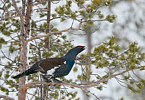 Capercaillie (Tetrao Urogallus) male perched in Pine (Pinus sp) tree. Salla, Finland. February.