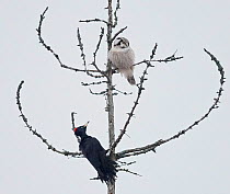 Hawk owl (Surnia ulula) and Black woodpecker (Dryocopus martius) perched in tree. Helsinki, Finland. December. Small repro only.