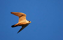 Peregrine (Falco peregrinus) flying against blue sky, Vaala Finland July 2017