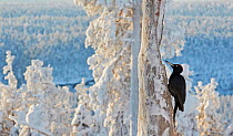 Black woodpecker (Dryocopus martius) male perched on tree trunk, trees covered in hoar frost. Kuusamo, Northern Ostrobothnia, Finland. February. Commended in the Birds in the Environment Category of t...