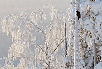 Black woodpecker (Dryocopus martius) male perched on tree trunk, trees covered in hoar frost. Kuusamo, Northern Ostrobothnia, Finland. February.