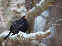Blackbird (Turdus merula) male perched on snow covered branch. Helsinki, Finland. January.