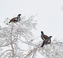 Capercaillie (Tetrao Urogallus) three males perched in frost-covered tree. Salla, Lapland, Finland. February.