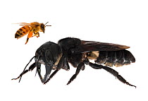 Composite image of Wallace's giant bee (Megachile pluto) with European honey bee (Apis melifera). This is the world's largest bee, which is approximately 4 times larger than a European honey bee. One...