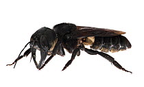 Wallace's giant bee (Megachile pluto) is the world's largest bee, which is approximately 4 times larger than a European honey bee. One of the first images of a living member of this species. Mollucas,...