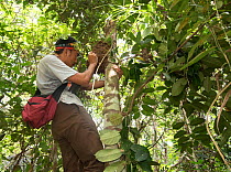 Man examining an arboreal termite mound containing the first rediscovered Wallace's giant bee (Megachile pluto) and her nest, Mollucas, Indonesia. January 2019