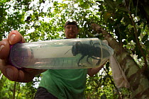 Entomologist and bee expert Eli Wyman with the first rediscovered individual of Wallace's giant bee (Megachile pluto) Mollucas, Indonesia. January 2019. Model released.